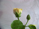 a picat pana la urma, nu s-a deschis!:((