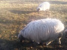 Photo0884