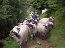 2008_06_Parang 001