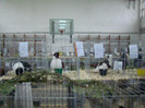 expo (195)