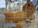 expo (200)