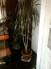 dracena