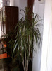 dracena