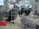 expo (211)