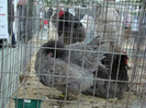 expo (212)