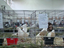 expo (213)