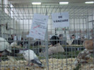 expo (214)