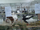 expo (218)