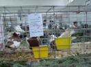 expo (219)