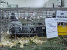 expo (220)
