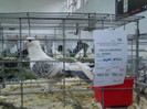 expo (222)