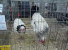 expo (240)