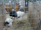 expo (242)