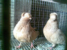 Image101