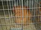 GAINA 2 ACHIZITIONATA