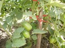 rosii san marzano