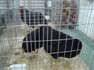 expo (253)