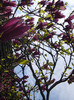 P1000329 magnolia