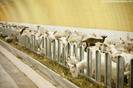capre lapte si produse ecologice