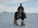 IAPA GYPSY VANNER