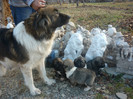 Caty de bucur