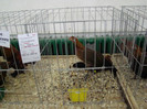 expo (291)