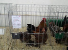 expo (293)