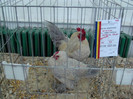 expo (295)