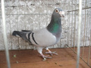 M 2006 Vandut