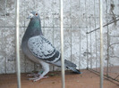 M 2008 DV Vandut