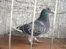 F 2009