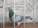 F 2010