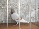 F 2007 Vanduta