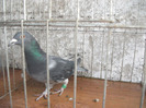 F 2011