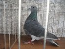 F 2010