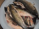 DSCN2297