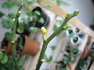 Boboci galbeni orhideea 2, nu stiu de ce se-ngalbenesc si cad :(