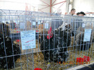 shighisoara 2012 033