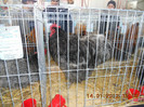 shighisoara 2012 035