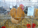 shighisoara 2012 041
