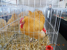 shighisoara 2012 043