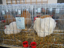 shighisoara 2012 046