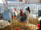 shighisoara 2012 048