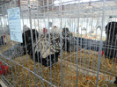 shighisoara 2012 049