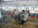 shighisoara 2012 050