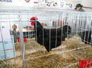 shighisoara 2012 055