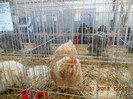 shighisoara 2012 064