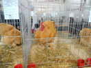 shighisoara 2012 067