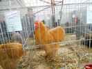 shighisoara 2012 068
