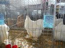 shighisoara 2012 070